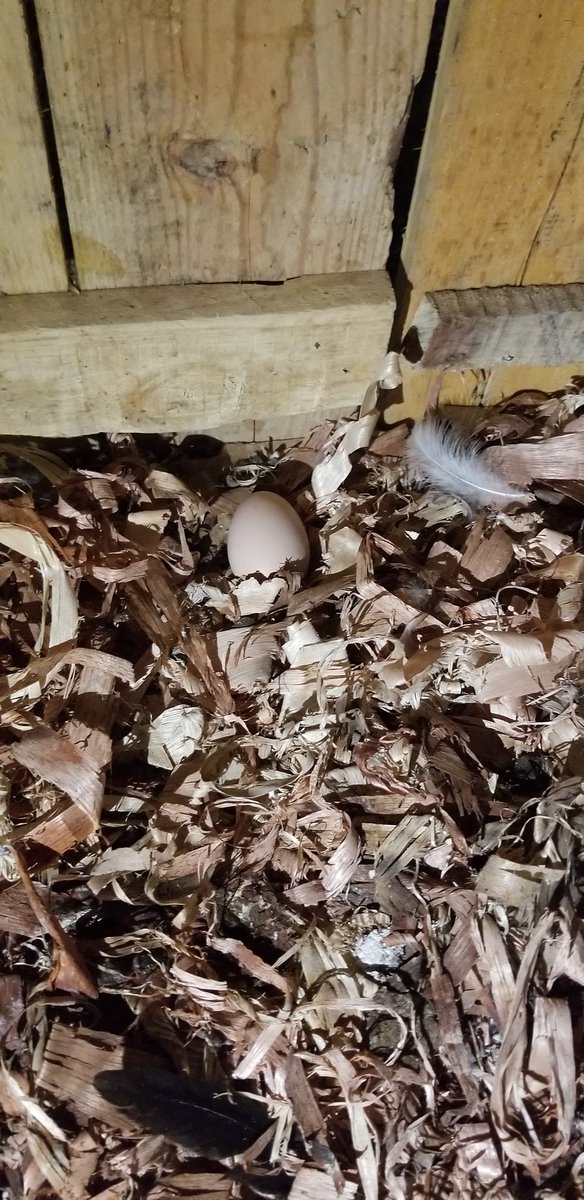 An egg !!! The first one !!! I'm excited !!! &ndash; bei  Imara Daima