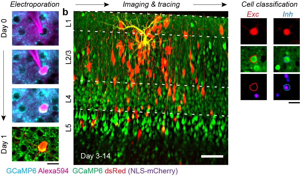 (4/n) To test this view, we used rabies to trace the excitatory and inhibitory presynaptic neurons connecting to an individual L2/3 postsynaptic neuron. We used multispectral 2p imaging to record the activity flowing through this circuit during visual stimulation.