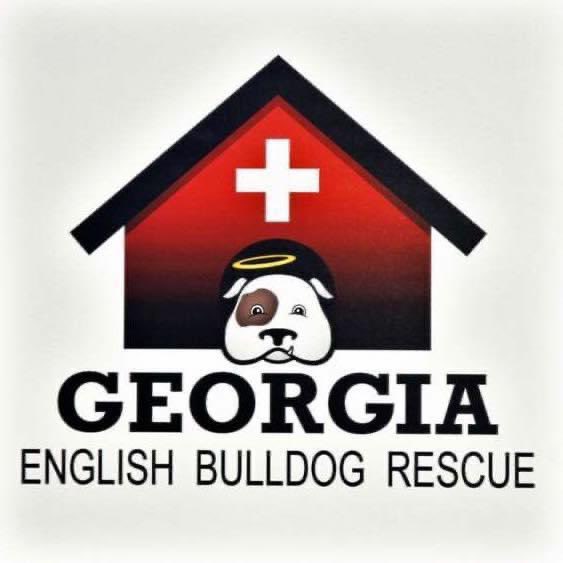 Bark_Beyond's tweet photo. We are about 150 Twitter friends away from a donation to the Georgia English Bulldog Rescue. Can you help us make this happen by Retweeting! 🐾🐶 #dogs #dogsoftwitter @bulldog_manny @Beata_Azlan @RoscoeLonestar @RidleyHowell @AKCHercules @BeatzieB @ChanceAndJack @WCrates https://t.co/0qt1XyZY6J