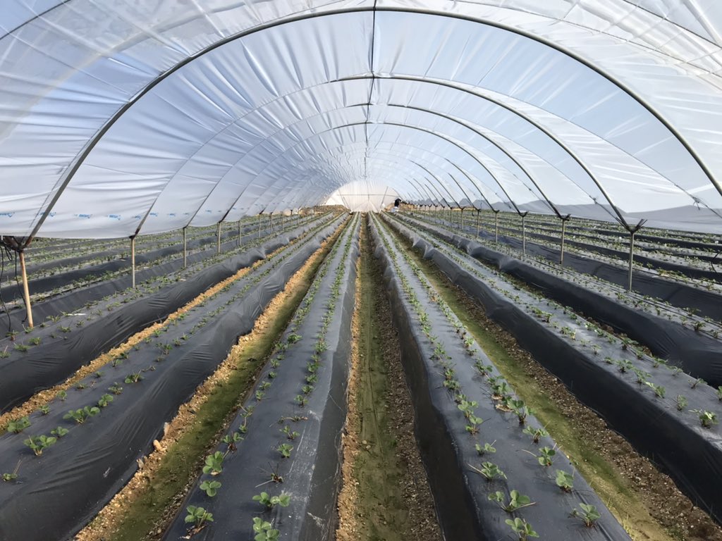 Planta-microbioma tweet media