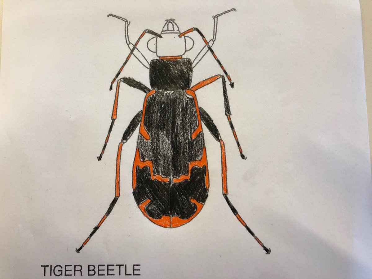 EntsocAmerica's tweet photo. Add some fun to your #EntSoc20 schedule with some insect coloring. Download blank coloring pages at https://t.co/BVuPvxPehY and share yours with the hashtag #EntoColor. https://t.co/wclZmkw2HL