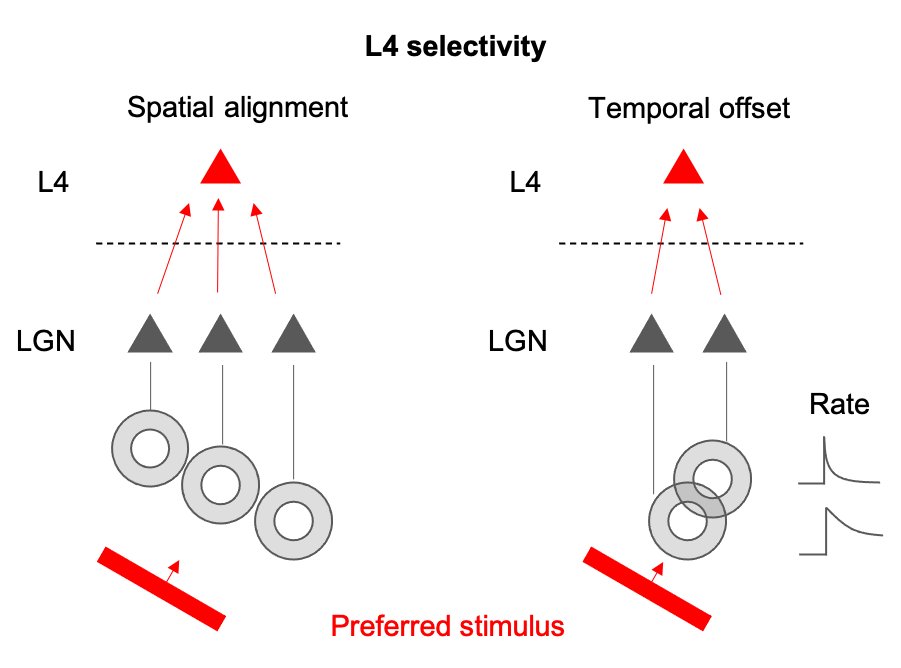 (2/n) Primary visual cortex (V1) is renowned for its selectivity for orientation and direction. Neurons in L4 obtain this selectivity by summing thalamic inputs displaced in space and time.  https://doi.org/10.1113/jphysiol.1962.sp006837 https://doi.org/10.1038/s41586-018-0148-5