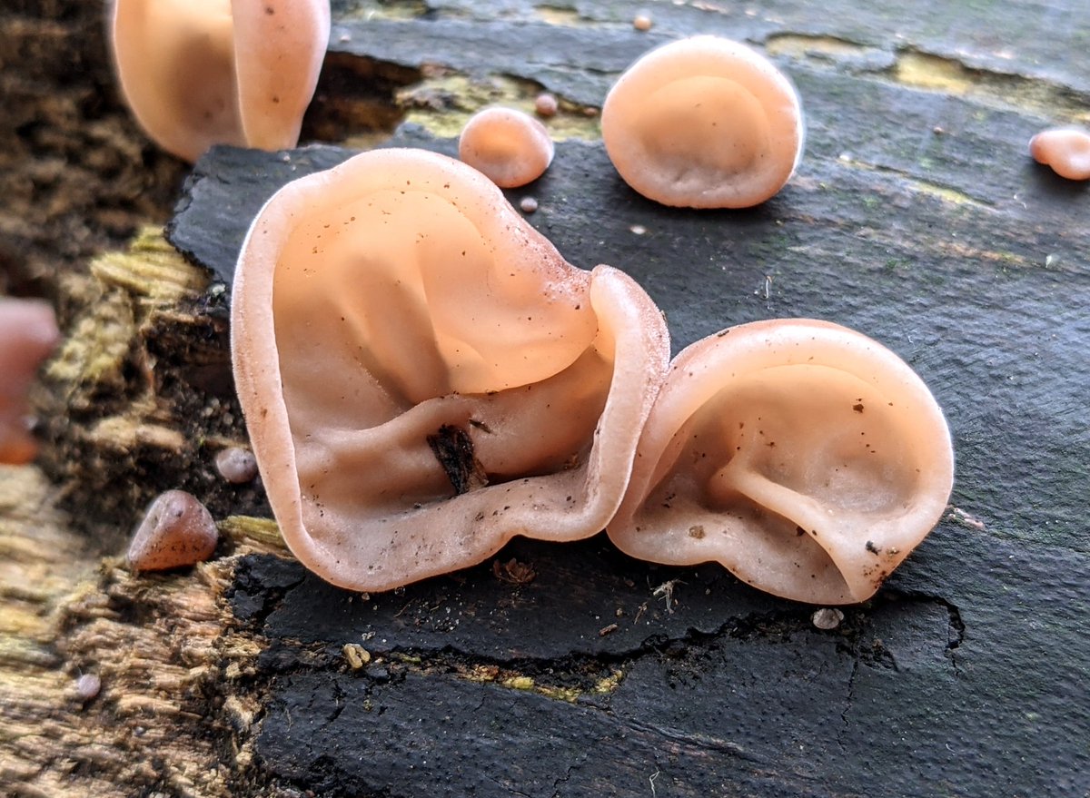 WTBBC's tweet photo. Can you see why jelly ear is such a great name for this fungus? At times, its cup-shaped lobes really do bear an uncanny resemblance to the human ear! We found this example at our Deer's Leap Wood reserve.
Common throughout Britain, it can most readily be found on elder trees. https://t.co/YXxOlEphHx