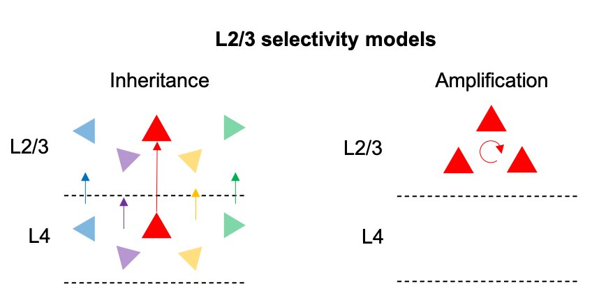 (3/n) How about downstream cortical neurons, in L2/3? The classical view is that they inherit selectivity from co-tuned L4 inputs, and amplify it by recurrent connectivity with co-tuned L3 neurons.