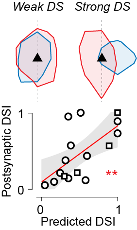 (10/n) This model makes a prediction: neurons whose excitatory and inhibitory inputs are more spatially offset should show stronger direction selectivity. Sure enough, our data confirmed this prediction.