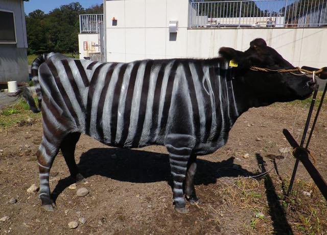 Zebra stripes are fly-repellent. There still isn’t a definitive reason as to why but mix of black & white is definitely less attractive to horseflies. The thinner the stripes the better. They’ve even painted cows in zebra stripes and noticed a 50% decrease in bites.