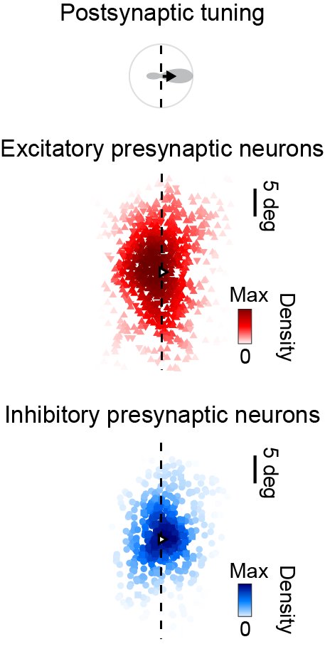 (7/n) When we plotted the data in visual space, aligned by the postsynaptic preferred direction, a clear pattern emerged! Excitatory neurons aligned to preferred orientation and favoured the region opposite of preferred direction. Inhibitory neurons were mostly on the other side.