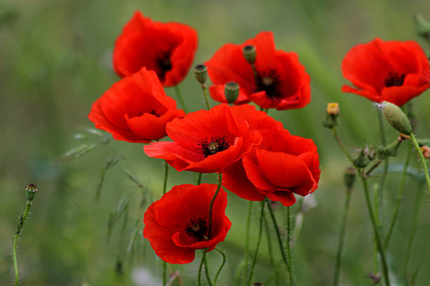MorrishPS's tweet photo. #Remembrance Day @ Morrish PS. Observing Remembrance Day Virtually; Lest We Forget https://t.co/H0A2DIpUG0