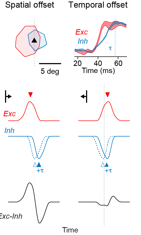 (9/n) This success suggests that L2/3 neurons could compute direction selectivity from spatially and temporally offset excitatory and inhibitory inputs.  https://doi.org/10.1016/s0896-6273(00)80991-5 https://doi.org/10.1038/nature11665
