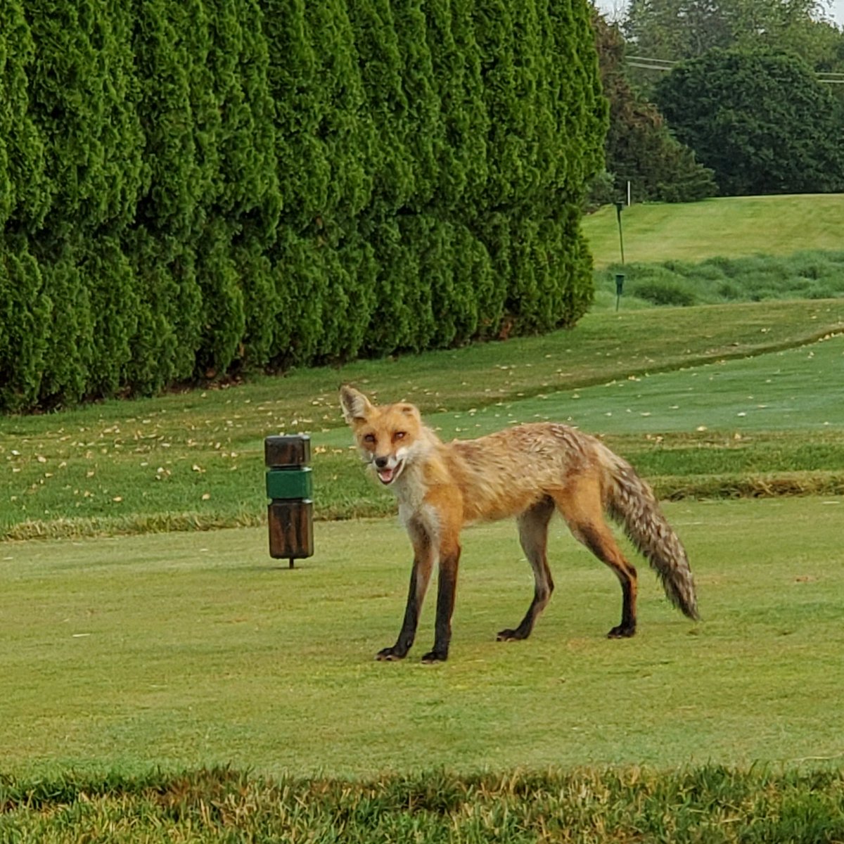 ZoomTee's tweet photo. @S_HennesseyGD @Ruffy457 @GolfDigest one eared fox playing from the green tees https://t.co/f9Uve2wBpN
