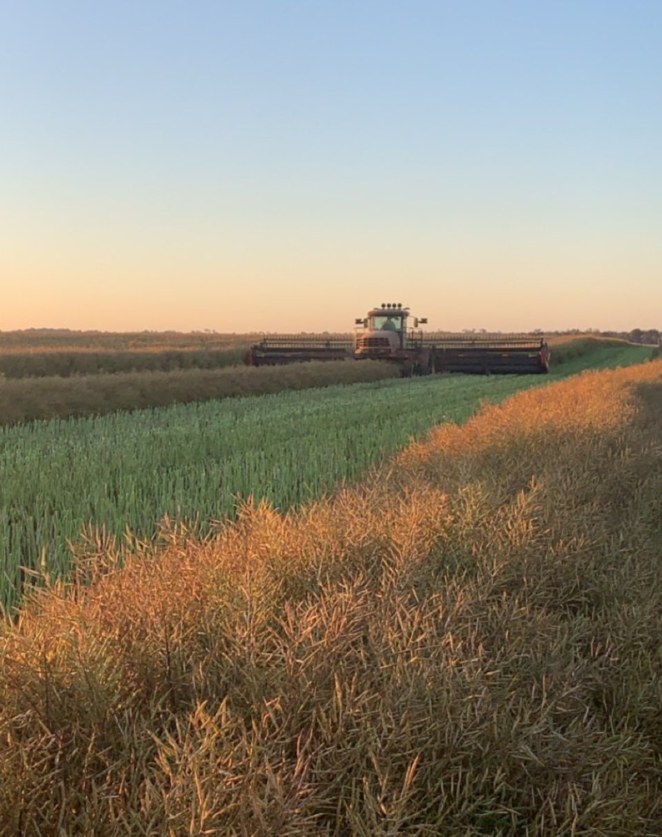 Victory V75-03CL looking promising with good stand ability to higher rates of N. #bellyTickler