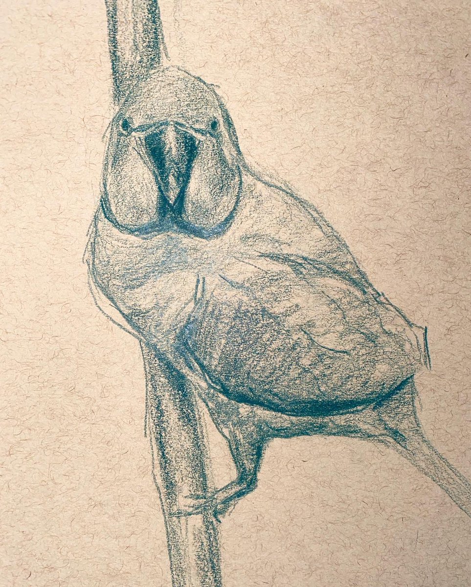 LimJourney's tweet photo. A look into my sketchbook, my Facebook friend’s pets, Bootsy Collins, and Buckethead ❤️ #bootartist #art #pencil #pencildrawing #prismacolor #prismacolorpencils #sketch #sketchdaily #artdaily #artistsoninstagram #petsofinstagram #drawing #buckethead #bootsycollins #parrot https://t.co/WVvZiLTXvL