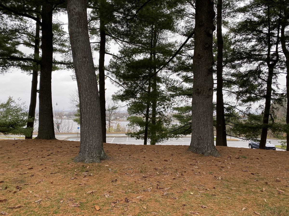 greystone75's tweet photo. Definitely x-country racing like weather for my walk today. Watched the Remembrance Day celebrations from Major Hill Park. #runningisagift #longtimerunner #runwhenyoucan #walkwhenyoucantrun #remembranceday2020 https://t.co/h8gQnIHgZH