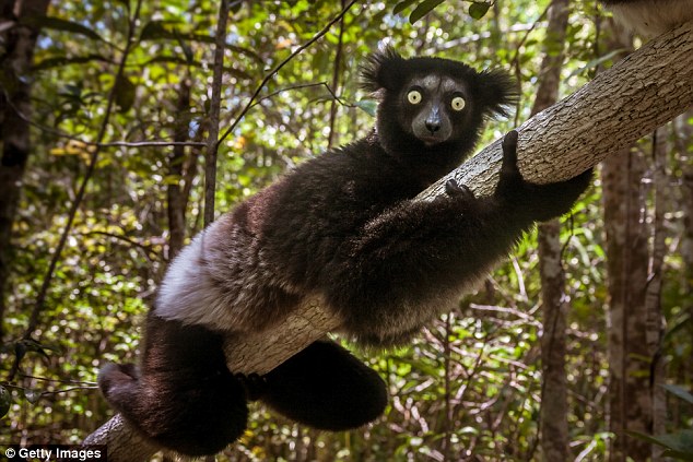 LittleLeapers_'s tweet photo. No one, and I mean NO ONE, can match the seductiveness of the indri. https://t.co/j7XnbiFQPe