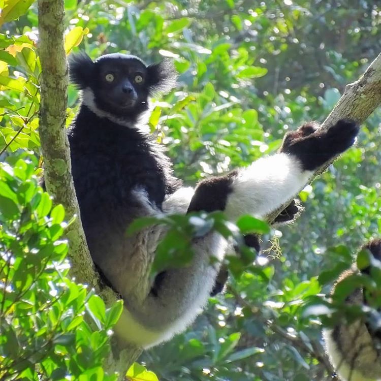 LittleLeapers_'s tweet photo. No one, and I mean NO ONE, can match the seductiveness of the indri. https://t.co/j7XnbiFQPe