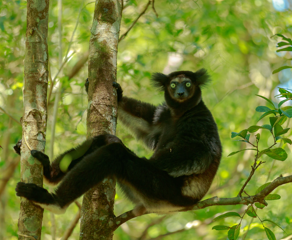 LittleLeapers_'s tweet photo. No one, and I mean NO ONE, can match the seductiveness of the indri. https://t.co/j7XnbiFQPe