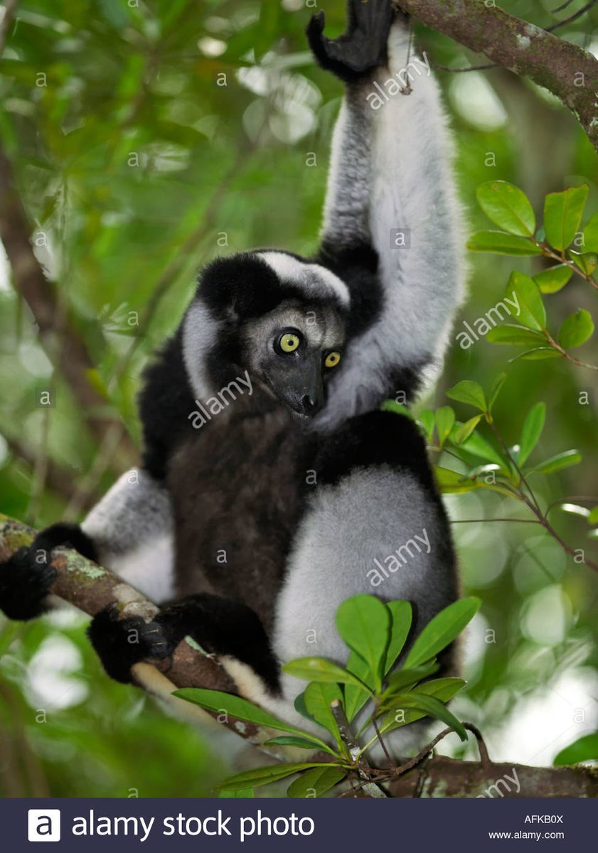 LittleLeapers_'s tweet photo. No one, and I mean NO ONE, can match the seductiveness of the indri. https://t.co/j7XnbiFQPe