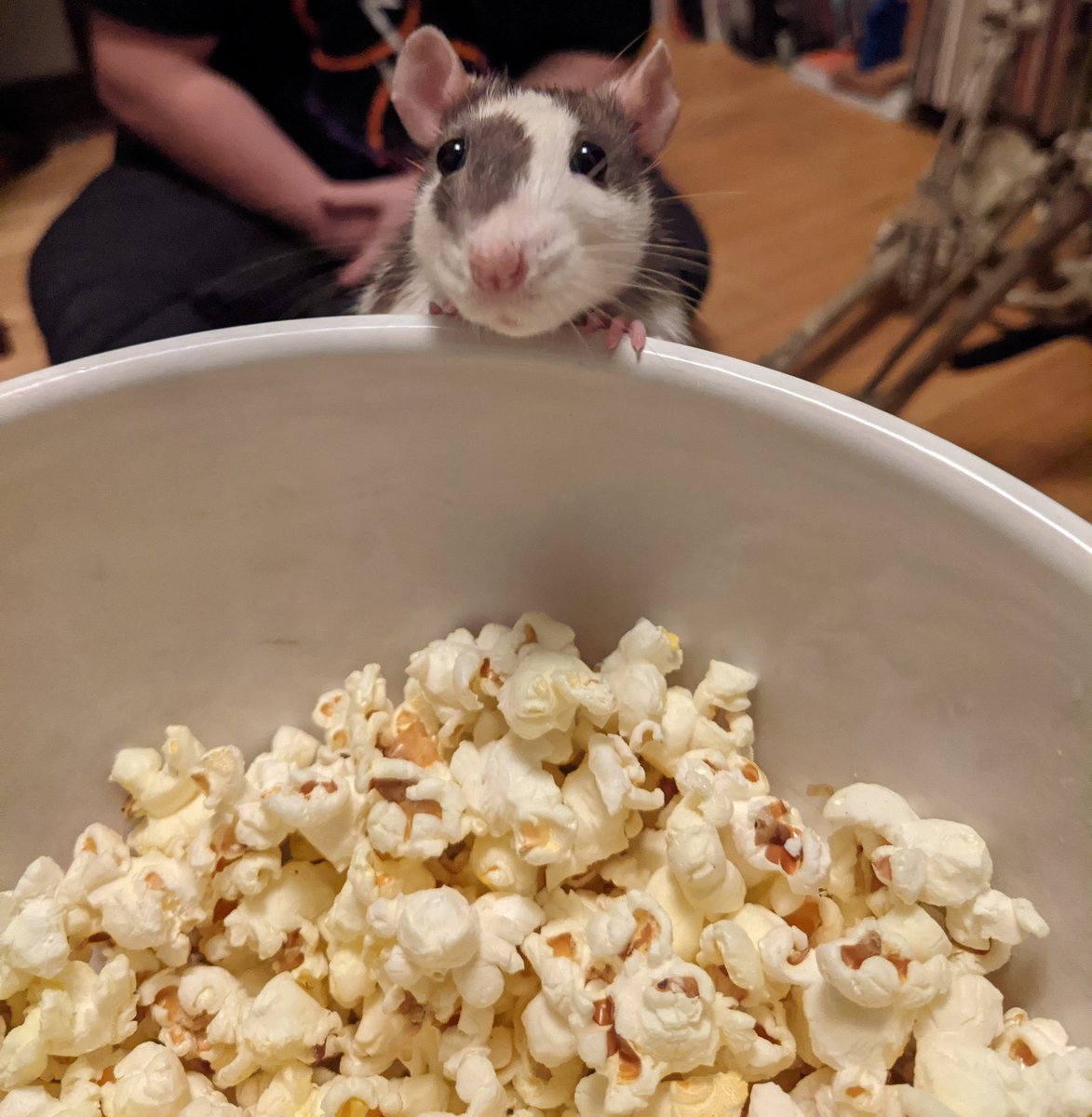 Volta asking as nicely as possible for a crunchy... or two...

#petrats #popcorn