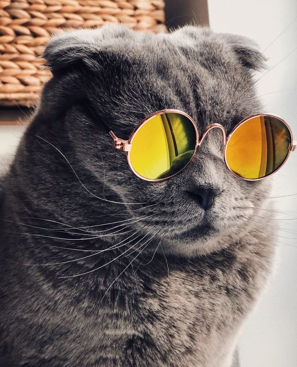 paleopets's tweet photo. “As anyone who has ever been around a cat for any length of time well knows, cats have enormous patience with the limitations of the humankind.” – Cleveland Amory https://t.co/RsqhmXkWw0