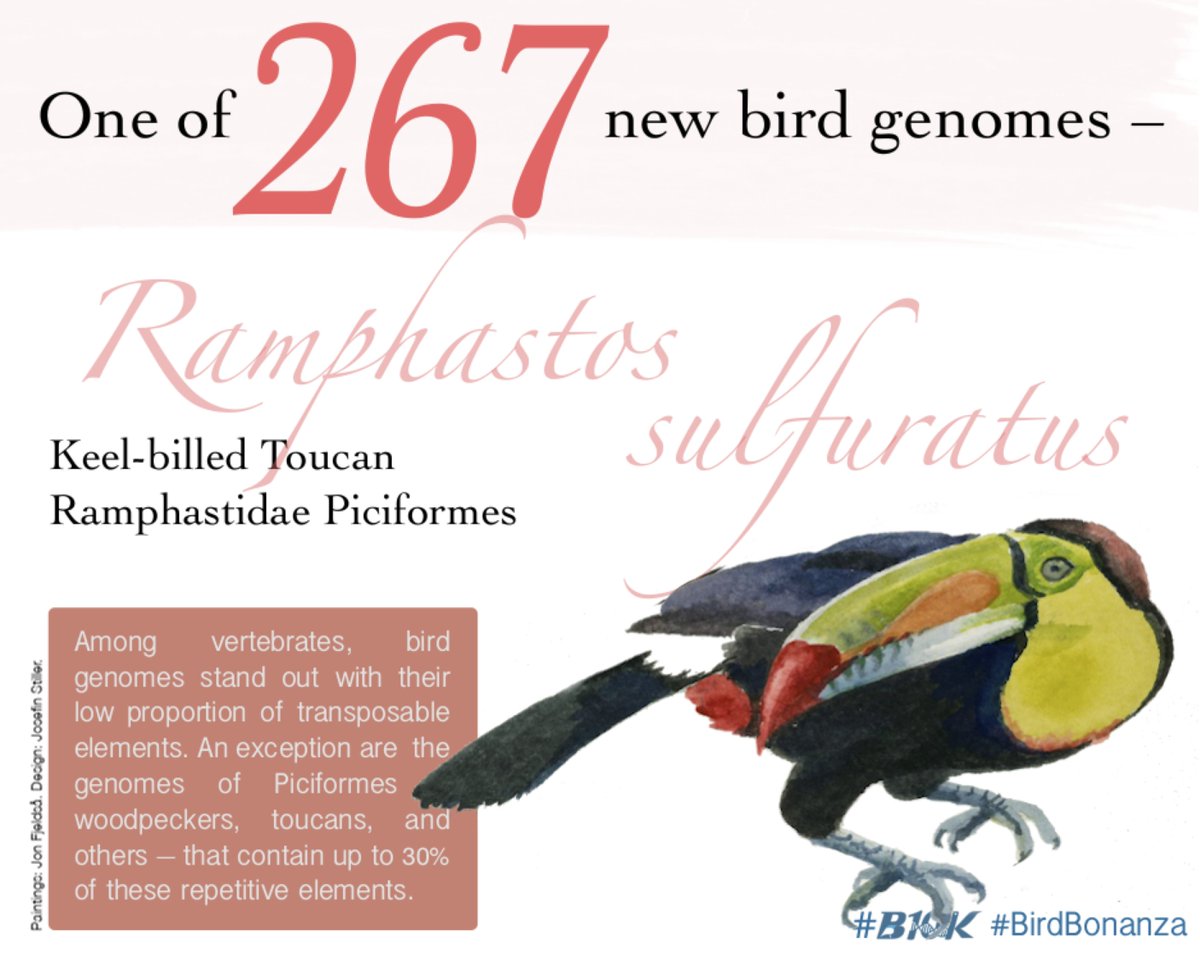 B10K_Project's tweet photo. What to do with so many bird genomes? #BirdBonanza We can study how the genomes are similar and how they differ. The #B10K found that woodpeckers and toucans an unusual proportion of repetitive-repetitive-repetitive-repetitive DNA. Read more 
https://t.co/JkXAbWmXW8 https://t.co/fmfTiZrISO
