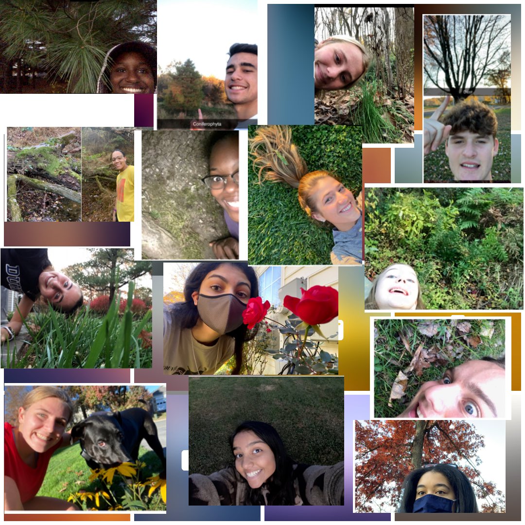HL Biology seniors on a scavenger hunt for different Phyla of plants!