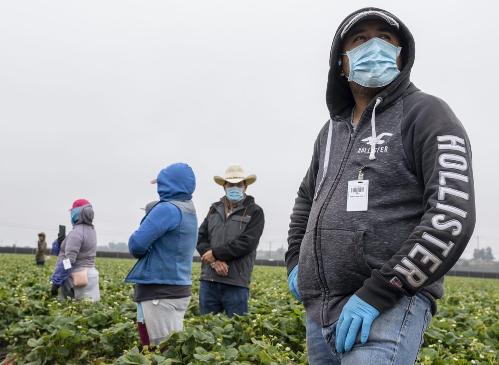 3/ California has advised, but did not mandate, employers to notify workers of positive cases among employees. A joint investigation by  @jackie_botts and  @salnews’  @k_cimini revealed hundreds of unreported outbreaks among guest farmworkers this summer.  https://bit.ly/3kS85Wb&nbsp;