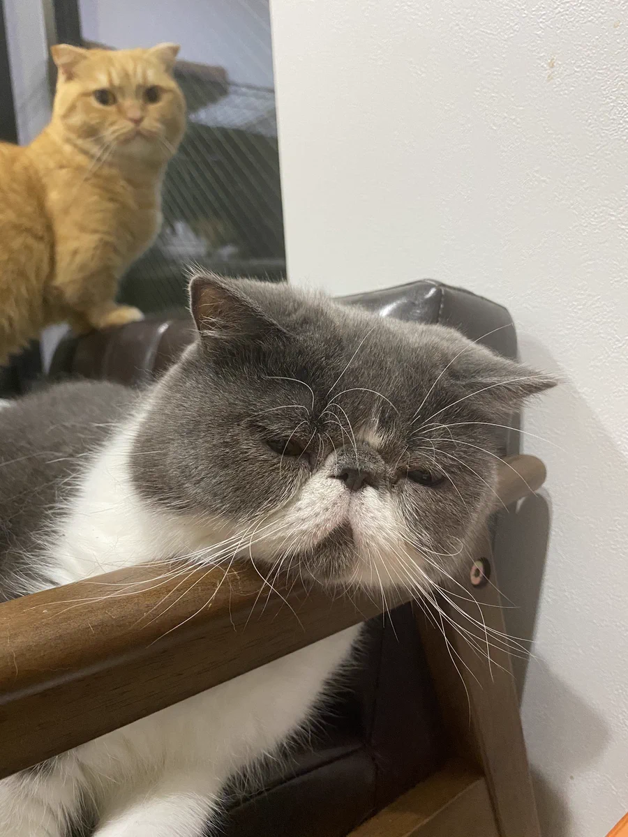 爪切りが辛かった？放心状態でしょんぼりしている猫さん…ｗｗ