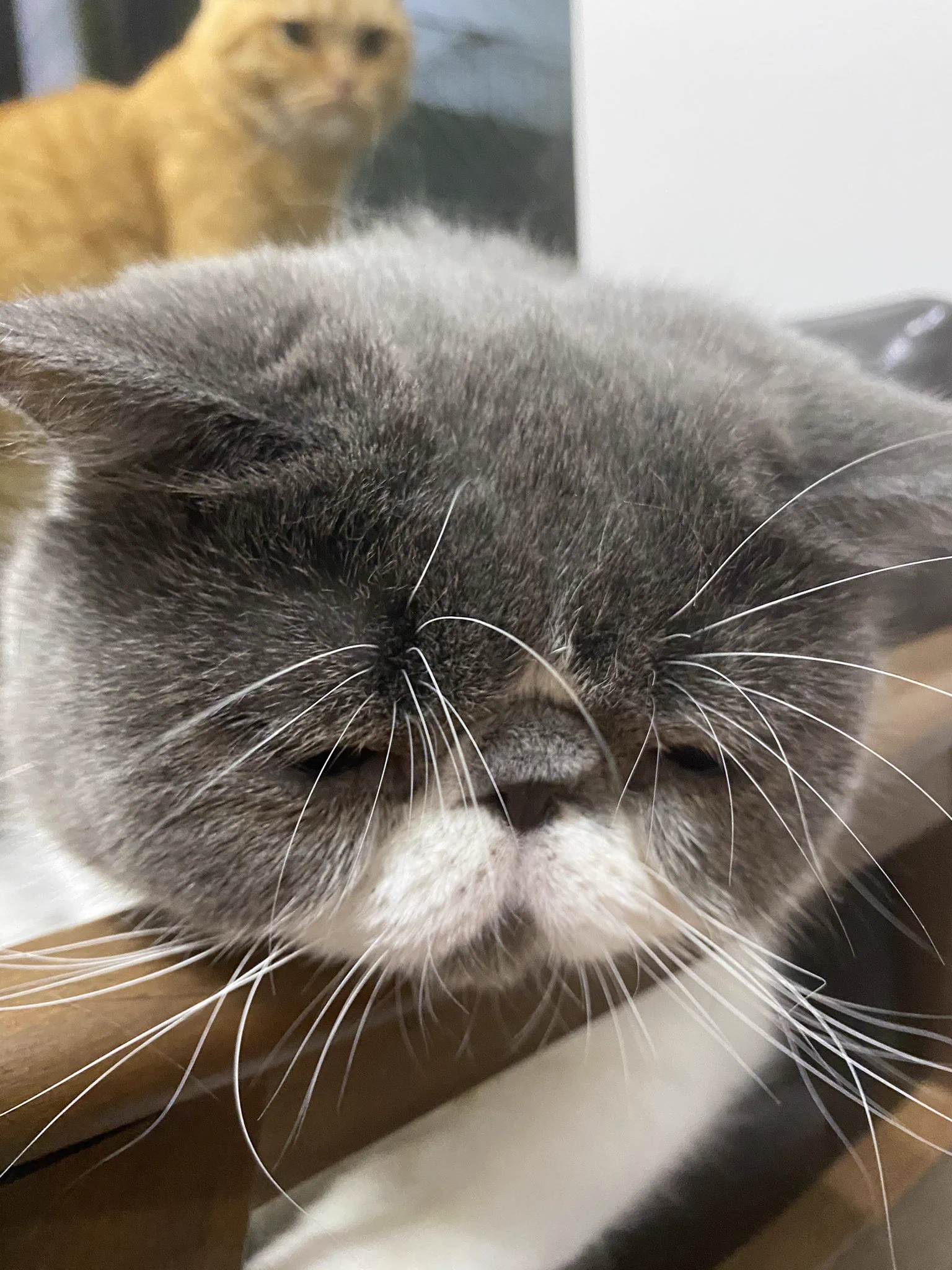 爪切りが辛かった？放心状態でしょんぼりしている猫さん…ｗｗ