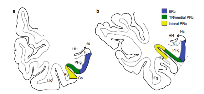 Kivissari et al., (2013) describe transentorhinal (labeled TR below) as the medial part of PRC, and separate from ERC.