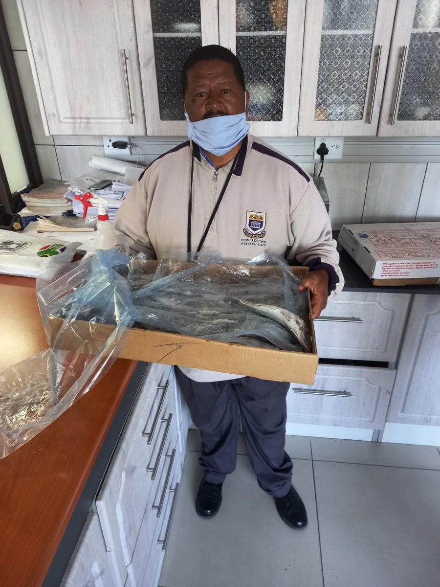 A big thank you to <a href="/FishSA_/">FishSA</a>  and all their members for your amazing donation of freshly caught fish,  which our Cape Town team distributed to learners and coaches at our Vuka schools in the Cape Flats region today.  #givingback #gonefishing #feedingthenation #rugbyunites