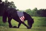HorsePAC's tweet photo. 🇺🇸🇺🇸🇺🇸🇺🇸🇺🇸🇺🇸🇺🇸🇺🇸🇺🇸🇺🇸🇺🇸
🇺🇸HAPPY VETERANS DAY!🇺🇸
🇺🇸GOD BLESS AMERICA!🇺🇸
@VFWHQ @AmericanLegion @USArmy @USNavy @usmarines @uscoastguard https://t.co/kIrWseYp4e