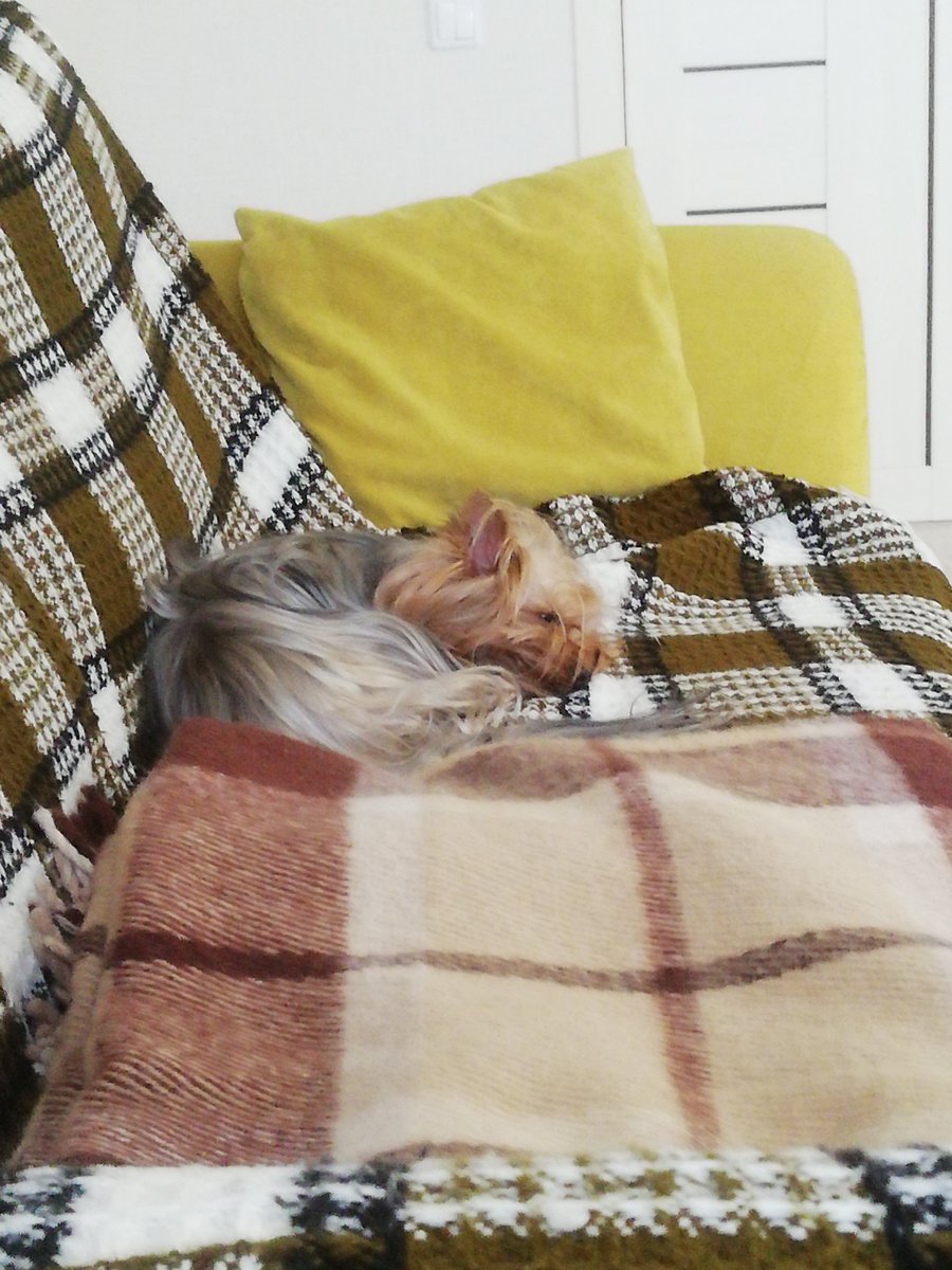 Stupid_Poetry's tweet image. I&apos;ve just hopped in to #ModPoLive so here&apos;s Keks as per usual