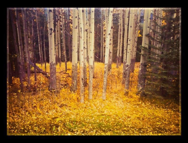 ritchiej_lee72's tweet photo. @Lightroom A fall photo in the Banff National Park https://t.co/4cr0EkHmTv