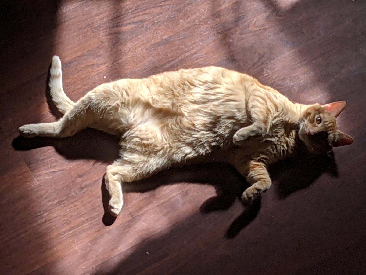 RachelSandidge's tweet photo. Mr Dexter enjoying the sunshine. https://t.co/YQAiEg2oq7