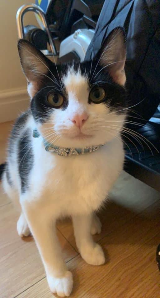 glynogwen's tweet photo. When your daughter sends you a photo showing her new kittens name....  #spolitcat #whatisshetryingtosay @wast https://t.co/7LturEjsHq
