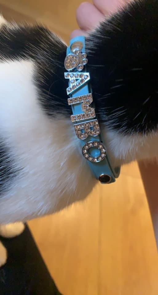glynogwen's tweet photo. When your daughter sends you a photo showing her new kittens name....  #spolitcat #whatisshetryingtosay @wast https://t.co/7LturEjsHq