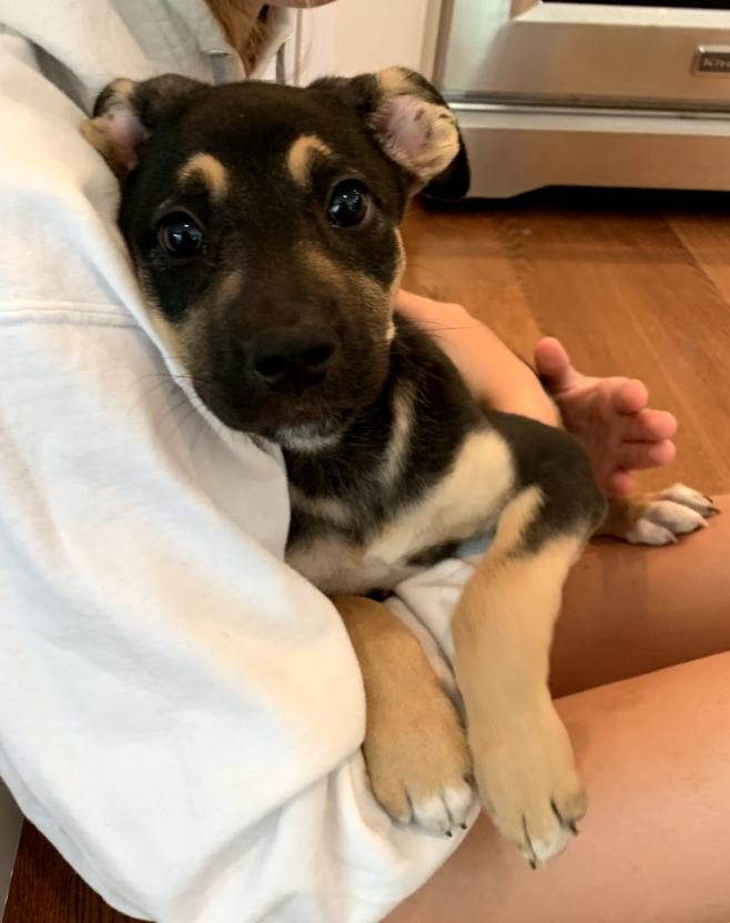 olive between 3 and 10 weeks!