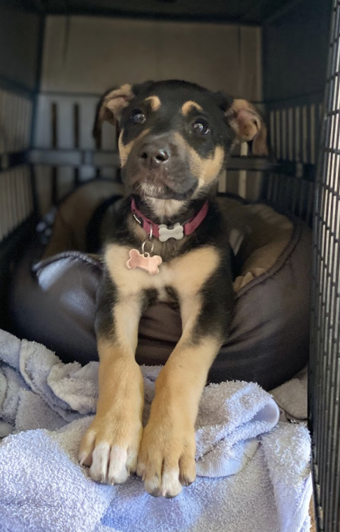 olive between 3 and 10 weeks!