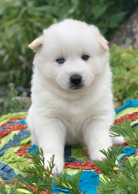 pip and squeak at 6 weeks and 10 weeks!