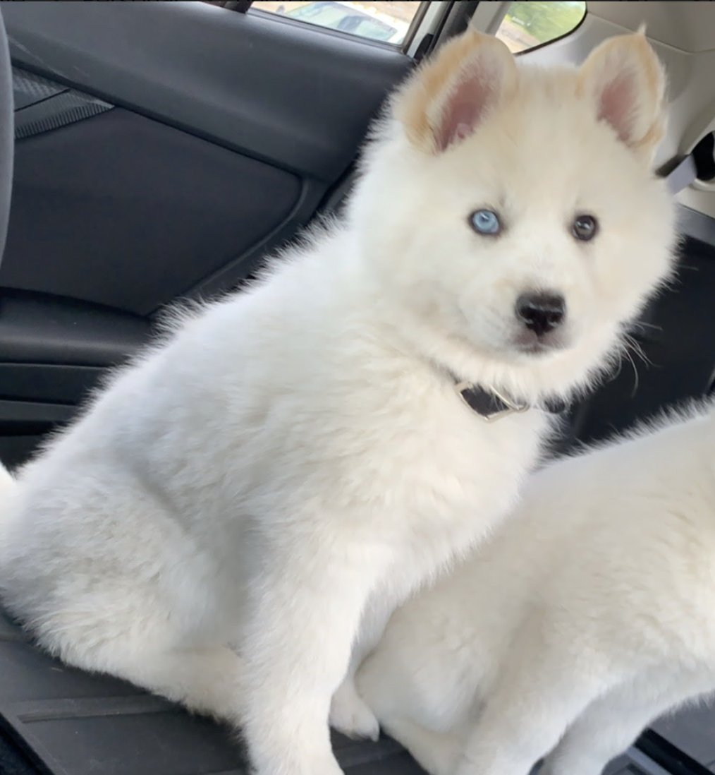 pip and squeak at 6 weeks and 10 weeks!