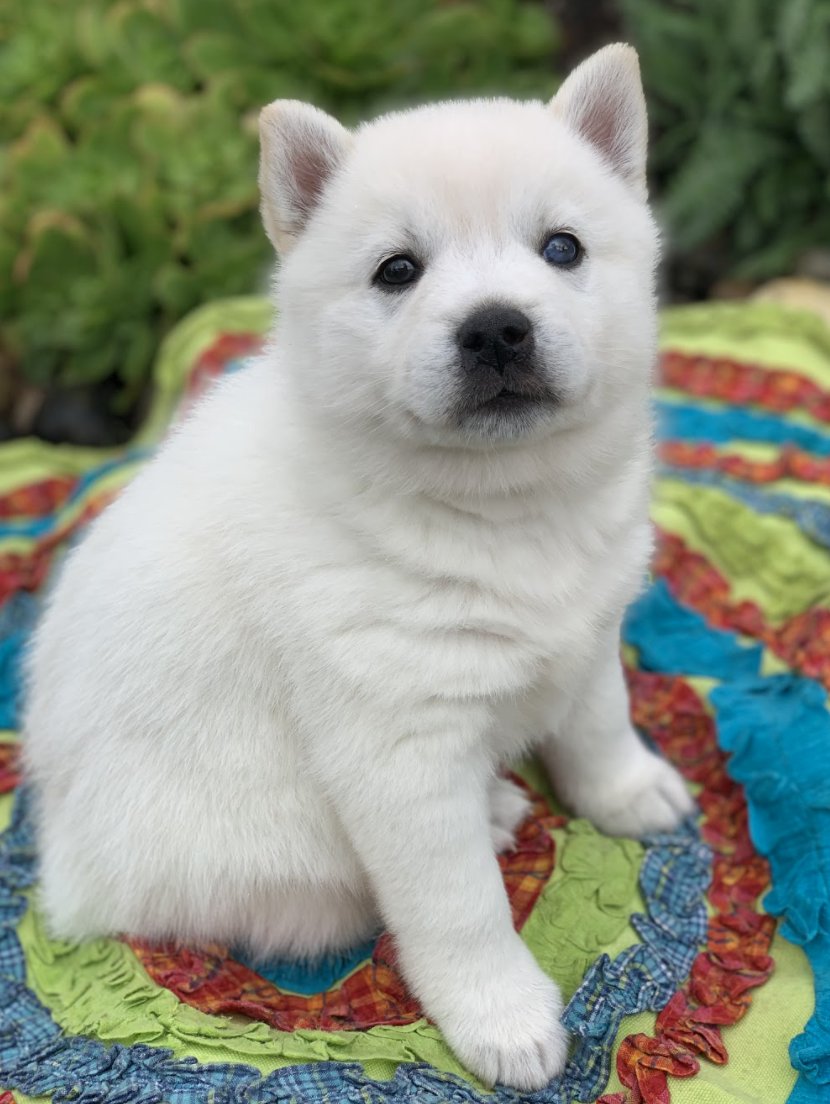 pip and squeak at 6 weeks and 10 weeks!