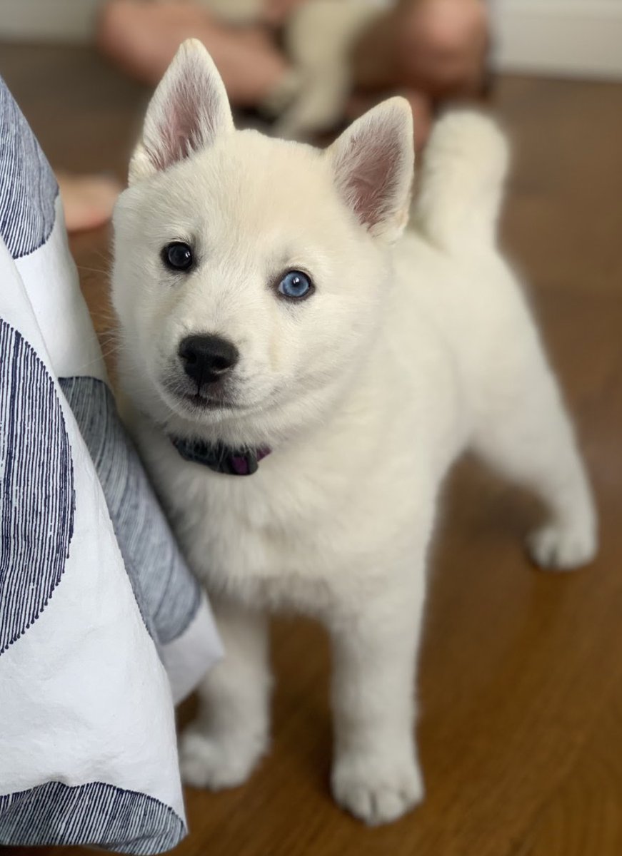 pip and squeak at 6 weeks and 10 weeks!