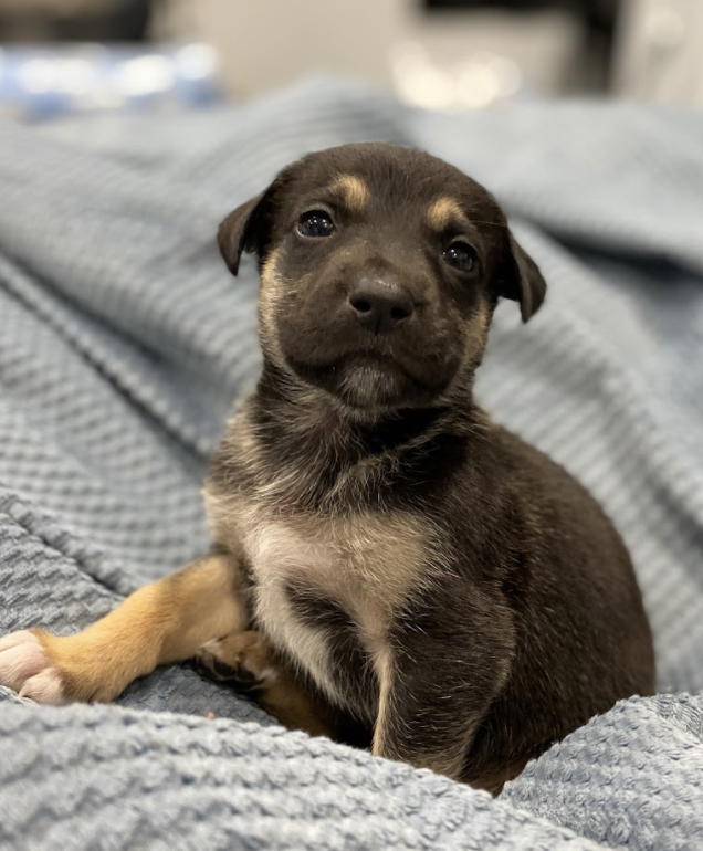 olive between 3 and 10 weeks!