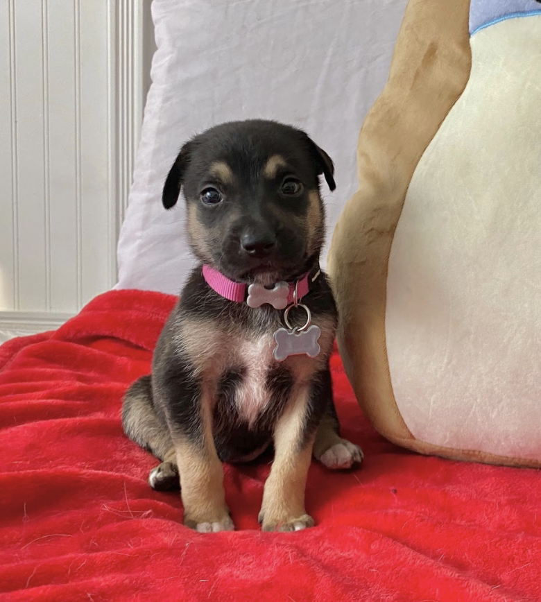 olive between 3 and 10 weeks!