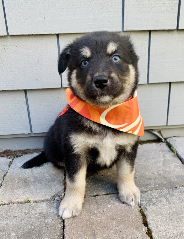 pacmans! inky, blinky, pinky, clyde! 8 weeks