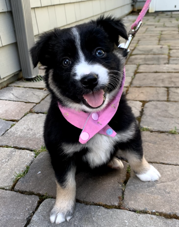 pacmans! inky, blinky, pinky, clyde! 8 weeks