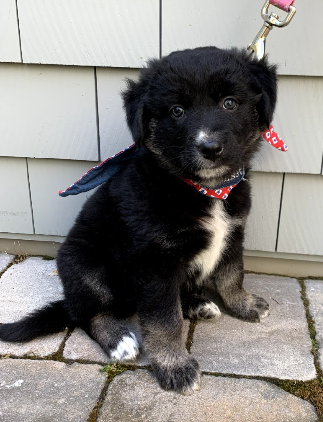 pacmans! inky, blinky, pinky, clyde! 8 weeks