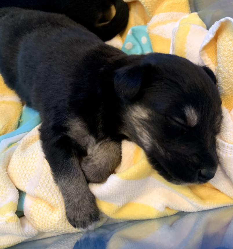 pacmans! inky, blinky, pinky, clyde! 5 weeks