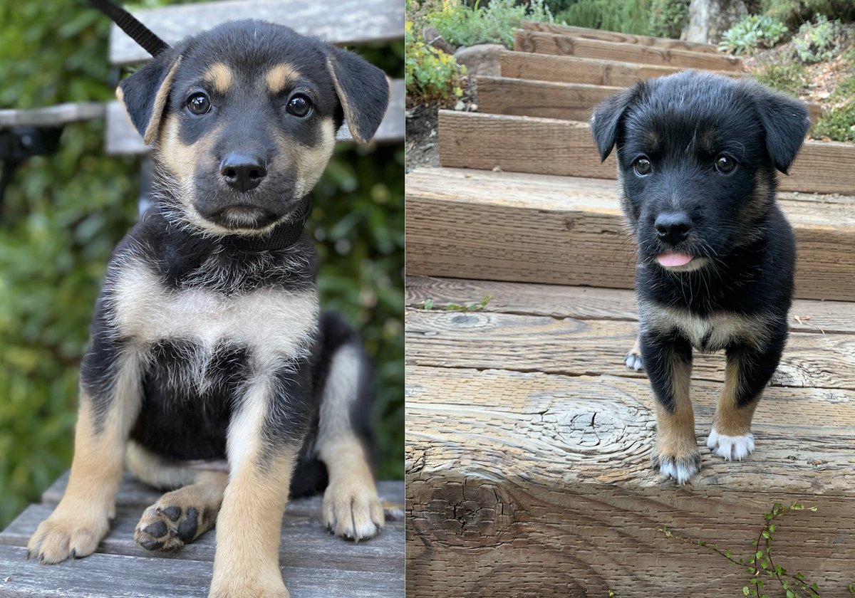 parks puppies at 8 weeks! ron, andy, april, leslie, ann