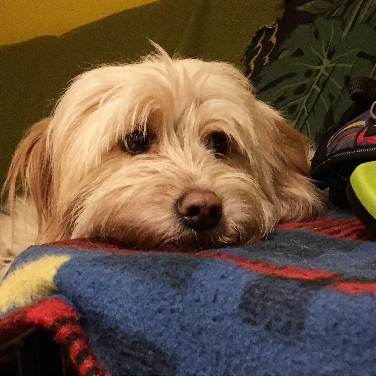 DavidBarbarossa's tweet photo. Wouldnae give him any of my dinner so he went in the huff.
#rontent #eyebrows https://t.co/RKGSUFDRsw